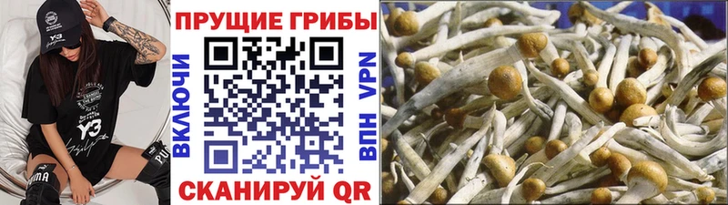 Псилоцибиновые грибы GOLDEN TEACHER Алдан